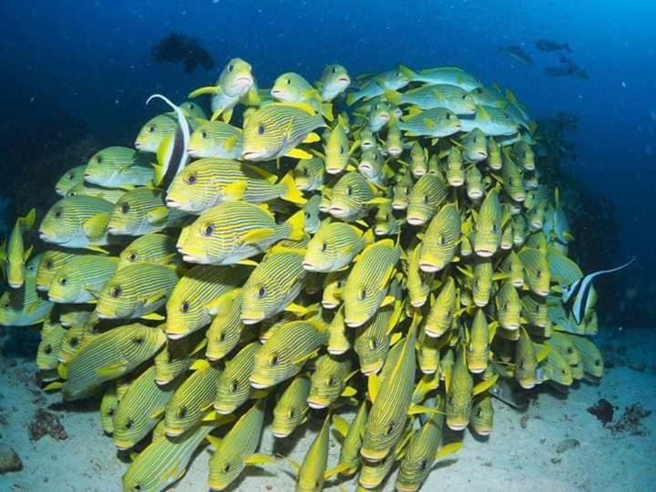 Pulau Mansuar Erens Sauwandarek Guest House المظهر الخارجي الصورة